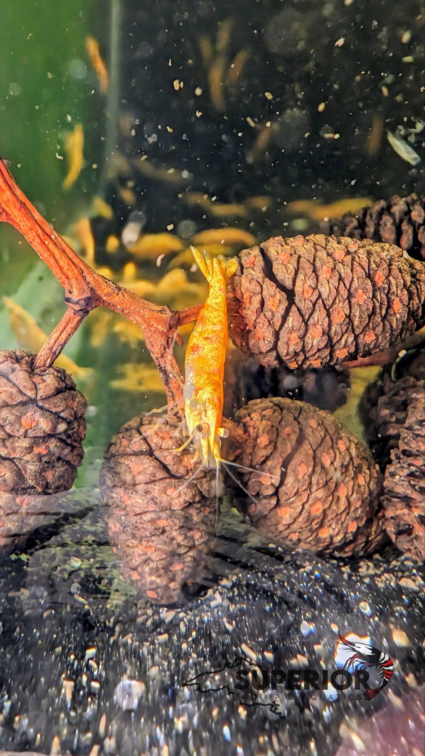 Koi Starburst Shrimp image 0