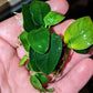 Anubias Nana image 0