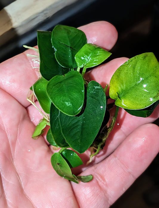 Anubias Nana image 0