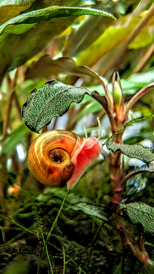 Ramshorn Snail