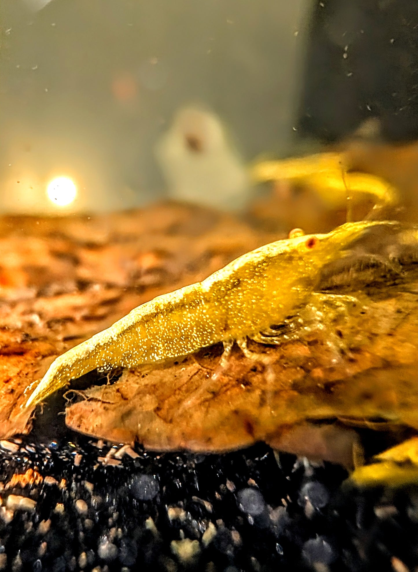 Yellow Eye Yellow Goldenback Shrimp