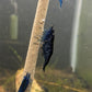 Blue Dream Shrimp image 2