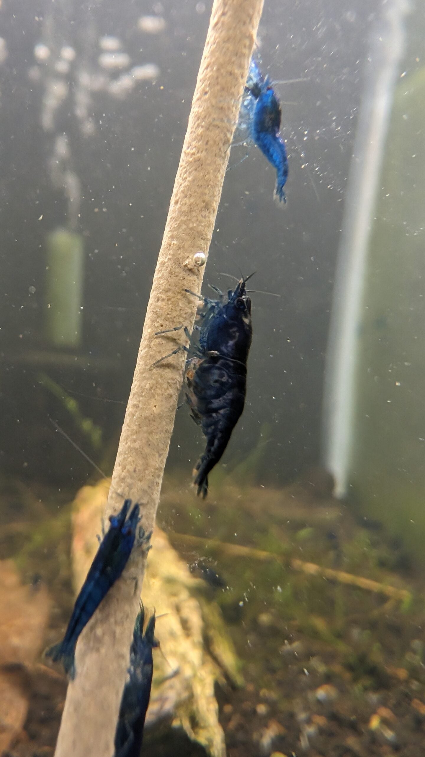 Blue Dream Shrimp image 2