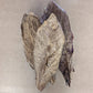 Almond Leaves image 0