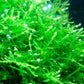 Java Moss (Pest Free) image 4