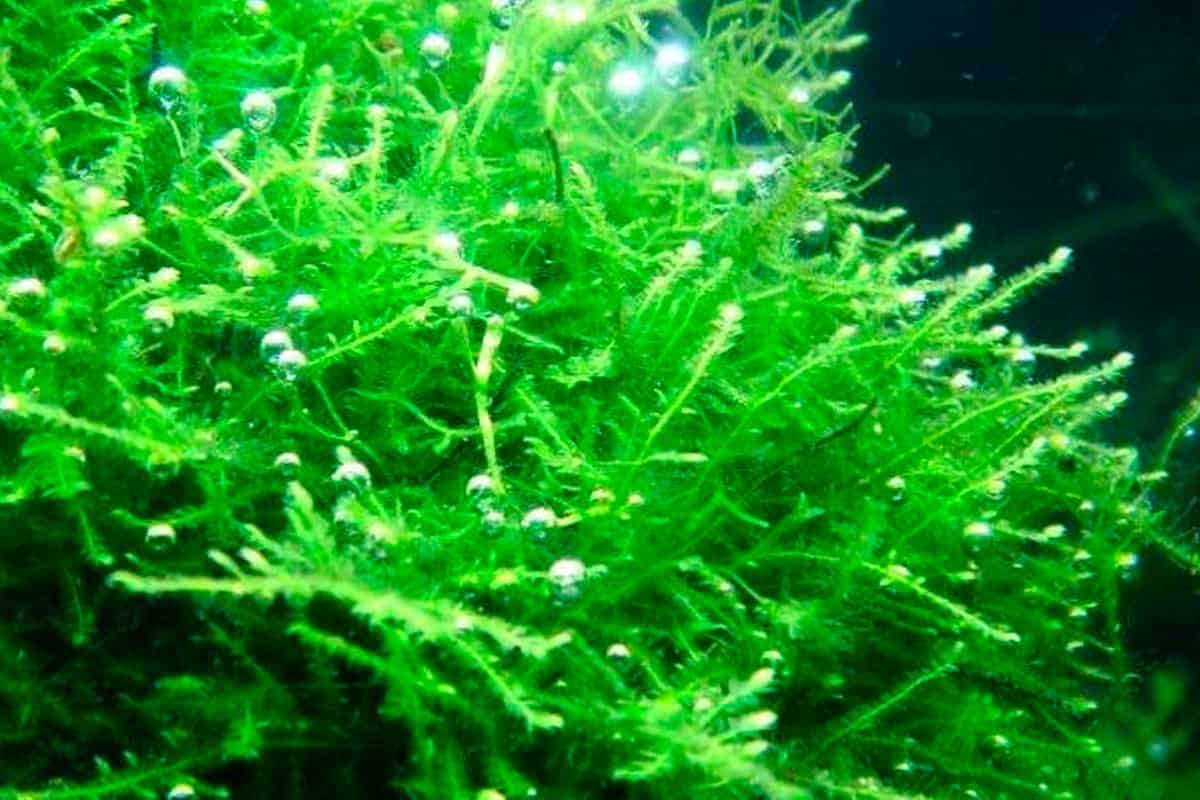 Java Moss (Pest Free) image 4