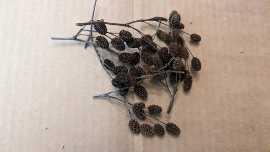 Alder Cones - Superior Shrimp & Aquatics