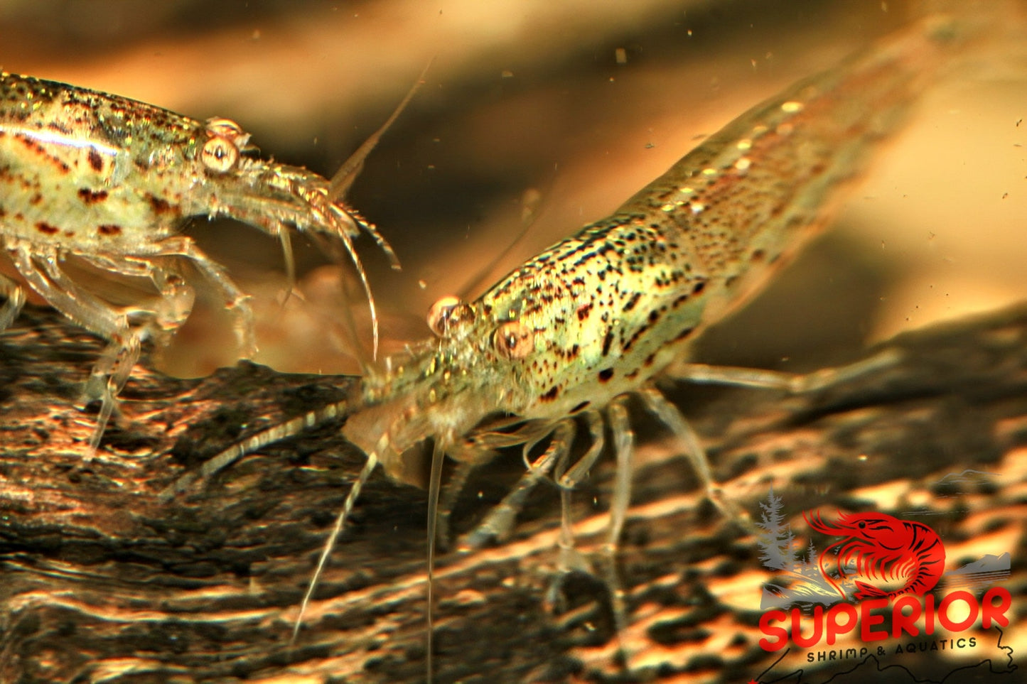 Amano Shrimp - Superior Shrimp & Aquatics