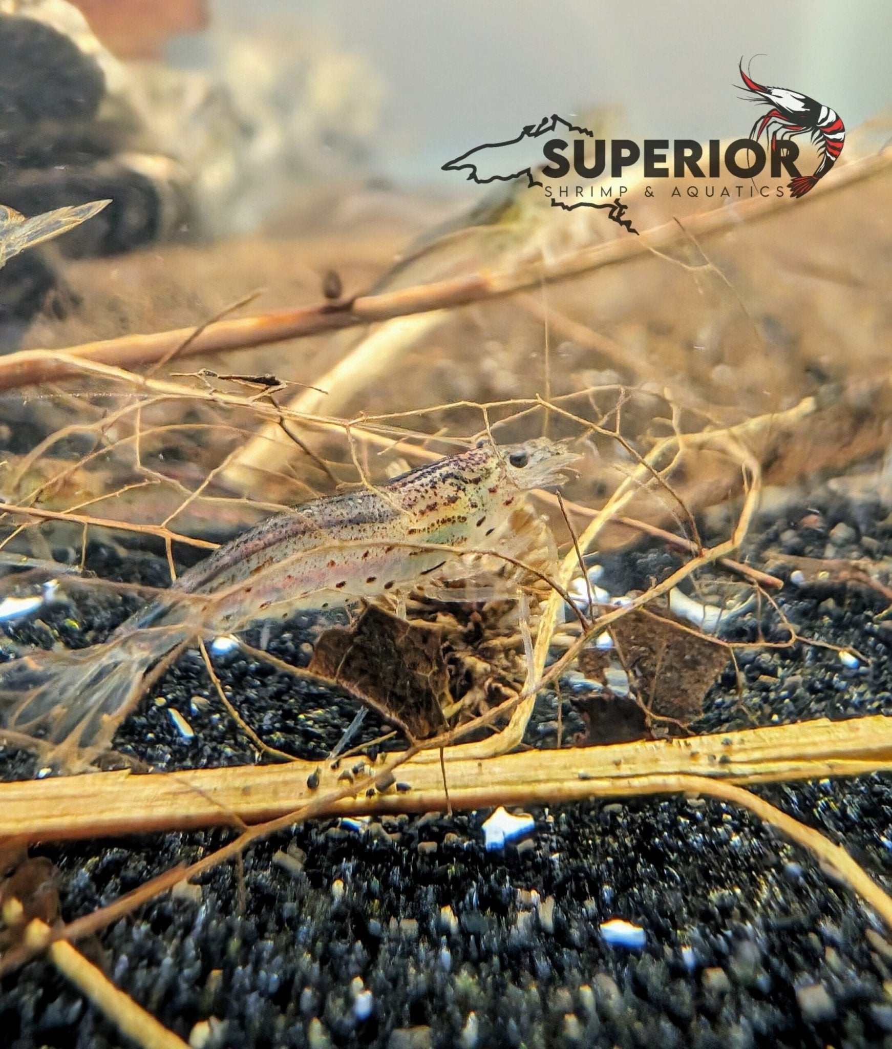 Amano Shrimp - Superior Shrimp & Aquatics