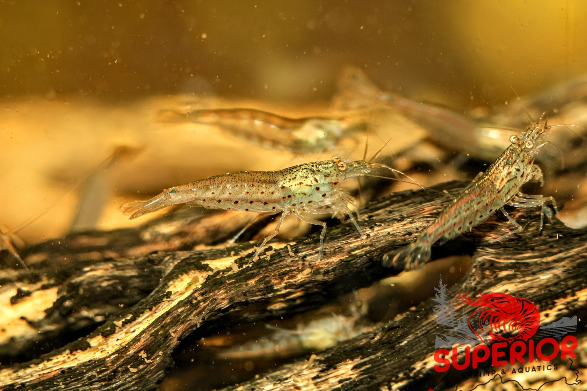 Amano Shrimp - Superior Shrimp & Aquatics