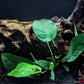 Anubias Barteri 'Coffeefolia' - Superior Shrimp & Aquatics