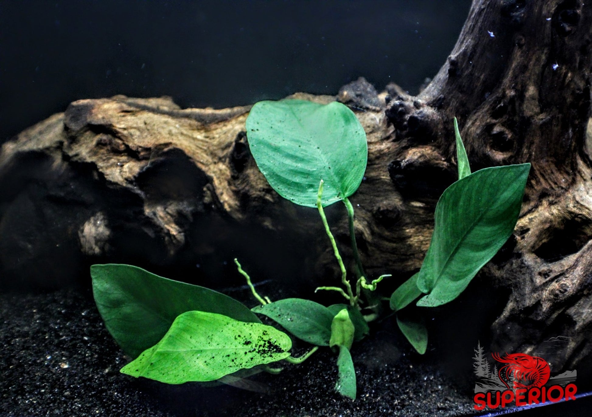 Anubias Barteri 'Coffeefolia' - Superior Shrimp & Aquatics