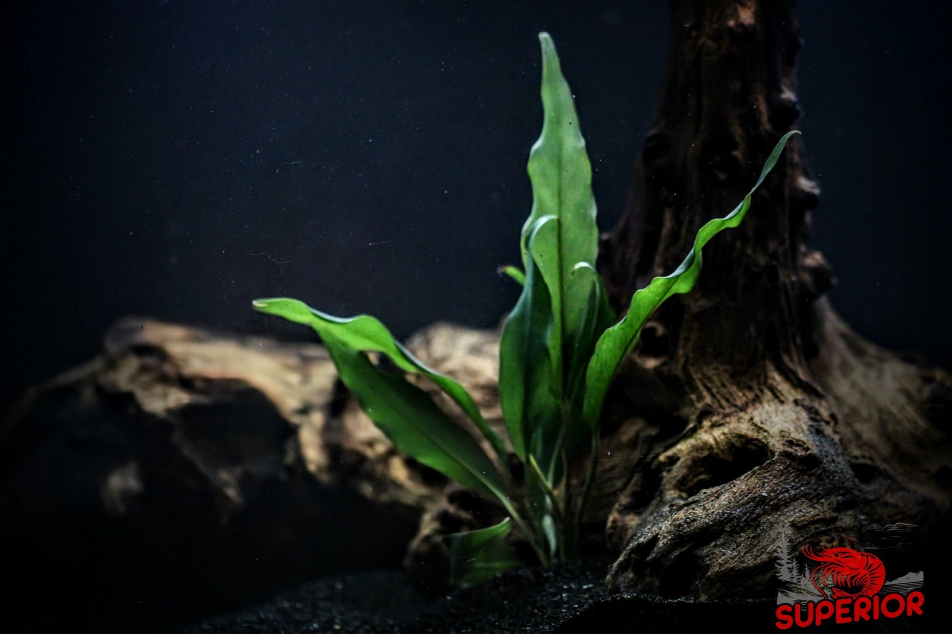 Anubias Barteri ('Minima') - Superior Shrimp & Aquatics