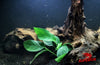 Anubias Barteri ('Nana') - Superior Shrimp & Aquatics