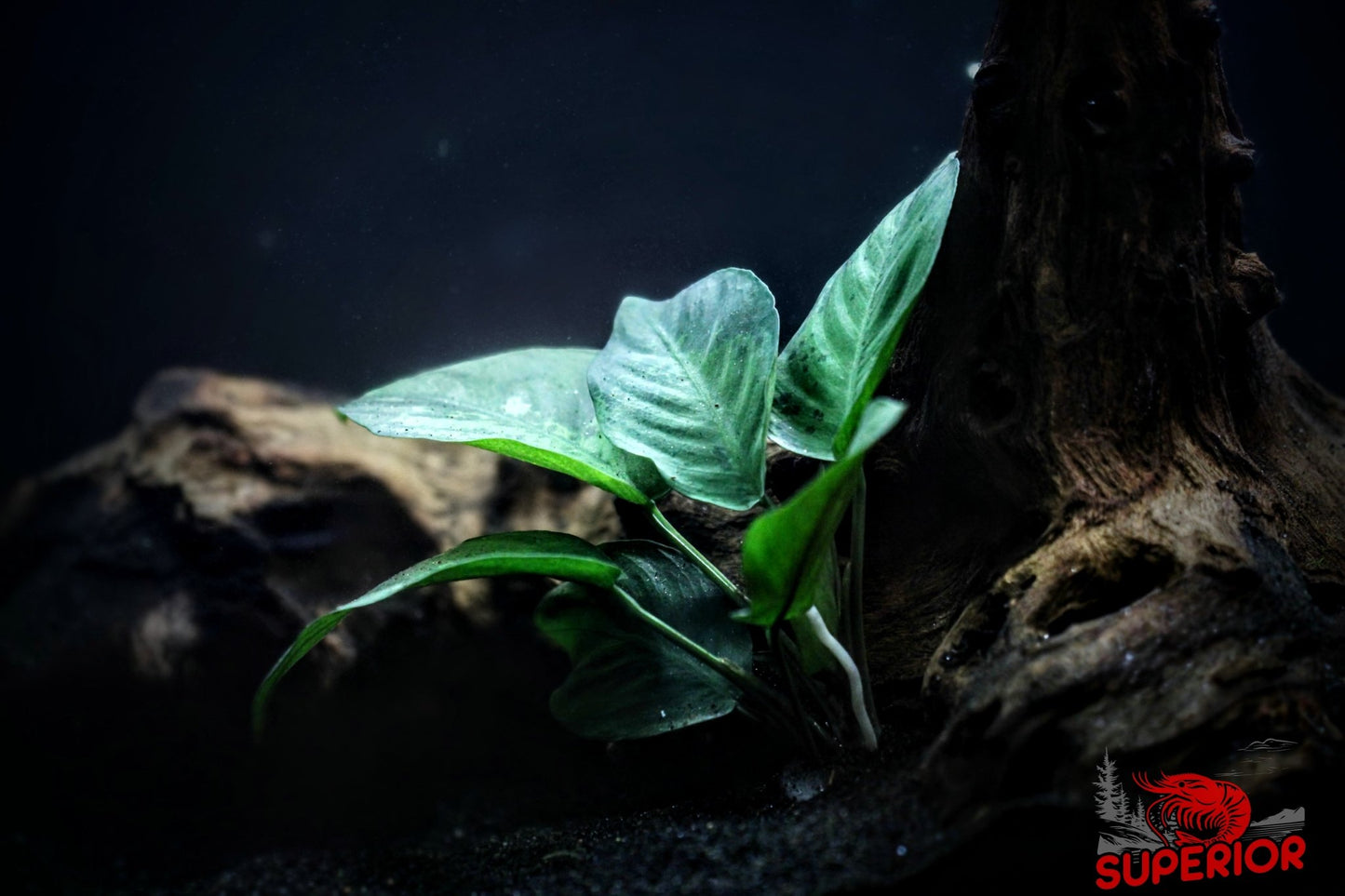 Anubias Barteri ('Round Leaf') - Superior Shrimp & Aquatics