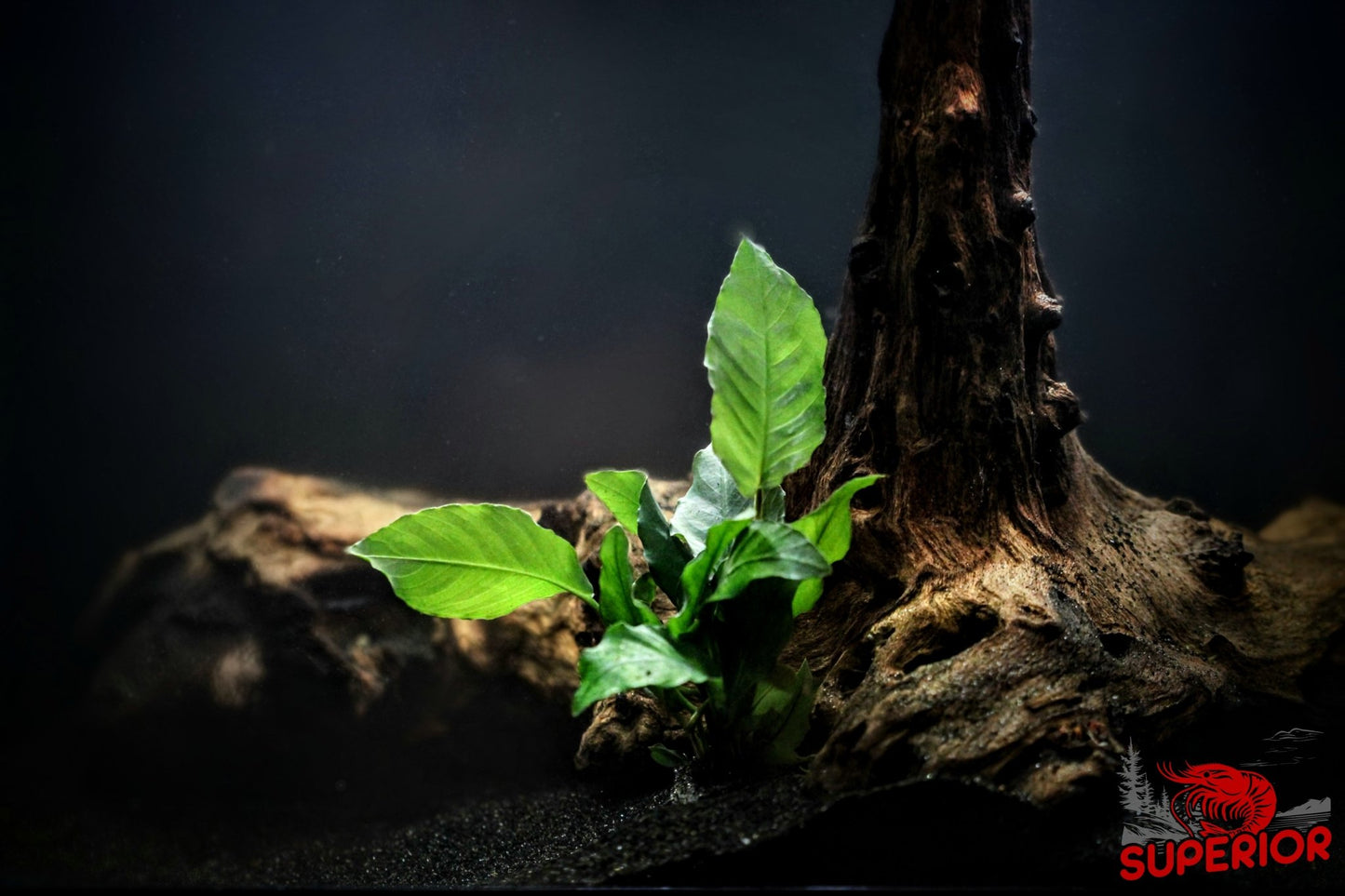 Anubias Barteri ('Wrinkled') - Superior Shrimp & Aquatics