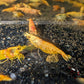 Koi Starburst Shrimp image 3