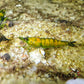 Cantaloupe Shrimp image 1