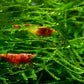 Java Moss (Pest Free) image 2