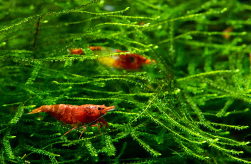 Java Moss (Pest Free) image 2