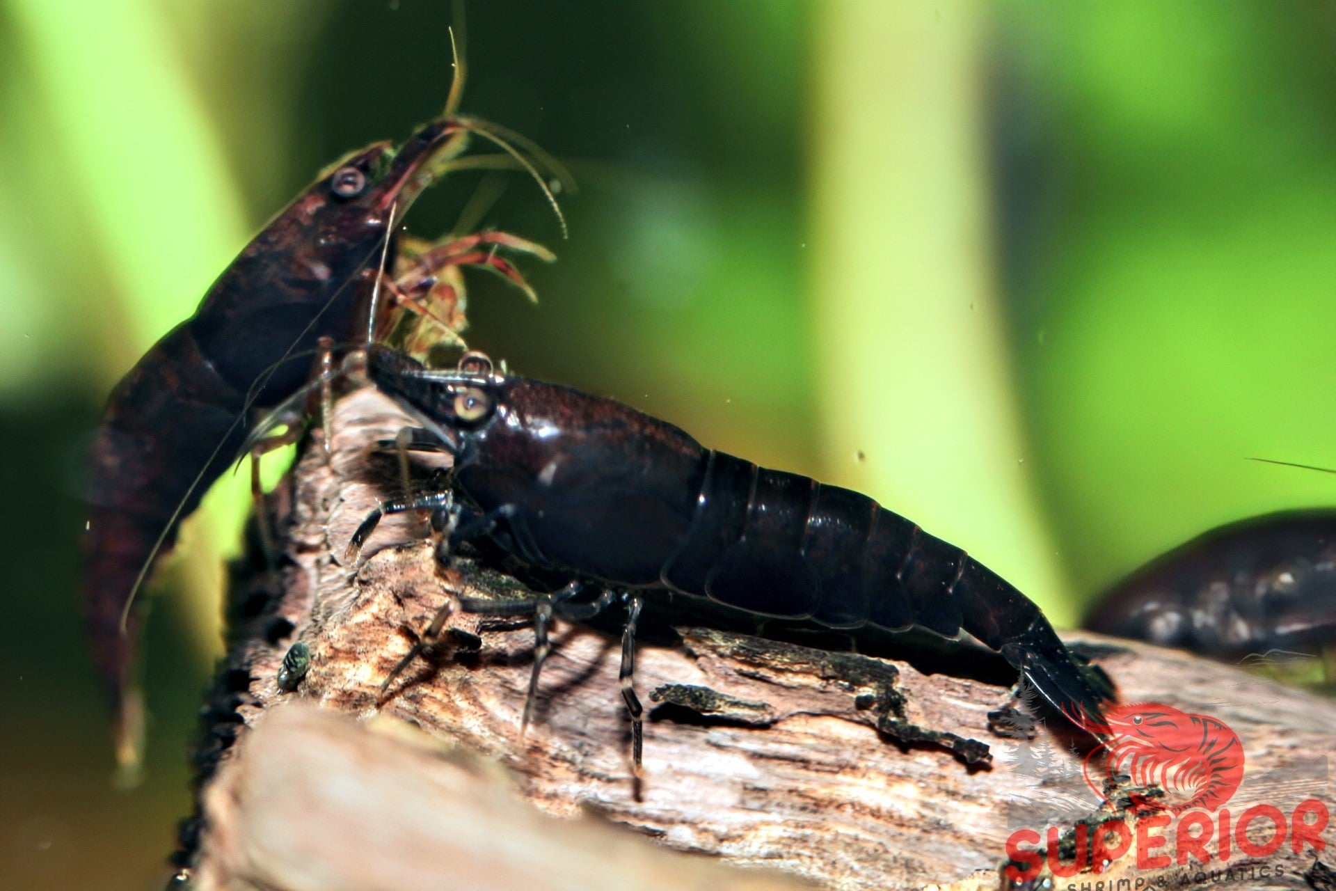 Black Rose Shrimp