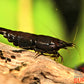 Black Rose Shrimp - Superior Shrimp & Aquatics