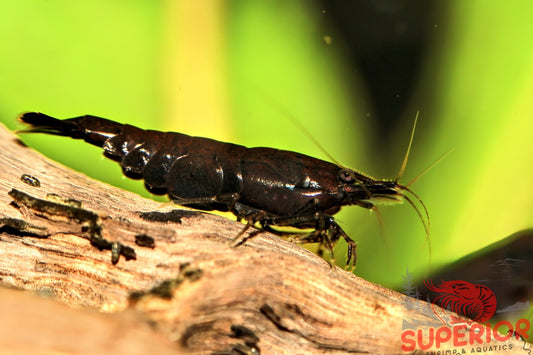 Black Rose Shrimp - Superior Shrimp & Aquatics