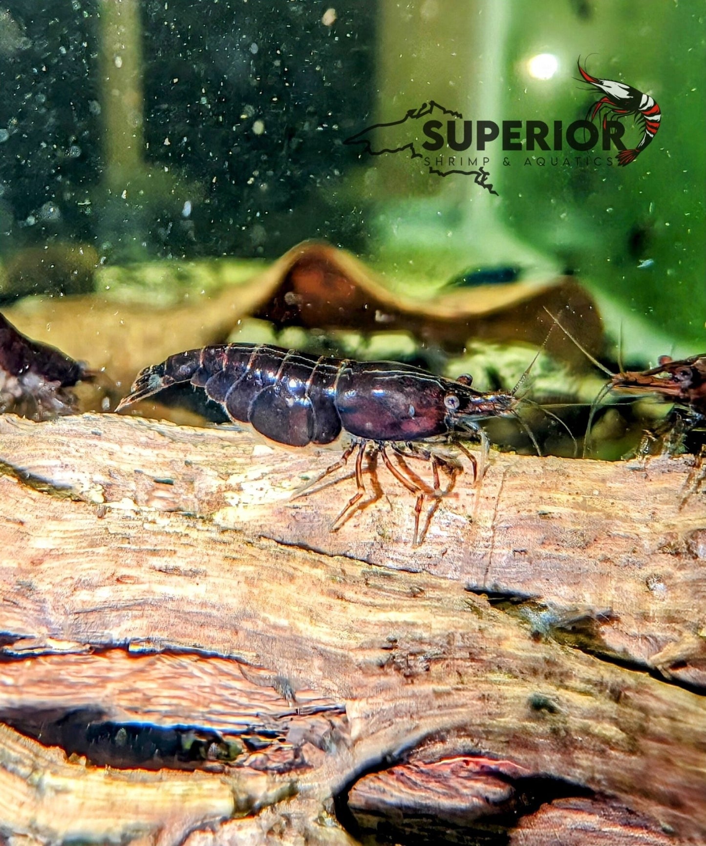 Black Rose Shrimp - Superior Shrimp & Aquatics