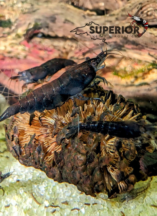 Black Rose Shrimp - Superior Shrimp & Aquatics