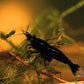 Black Rose Shrimp - Superior Shrimp & Aquatics