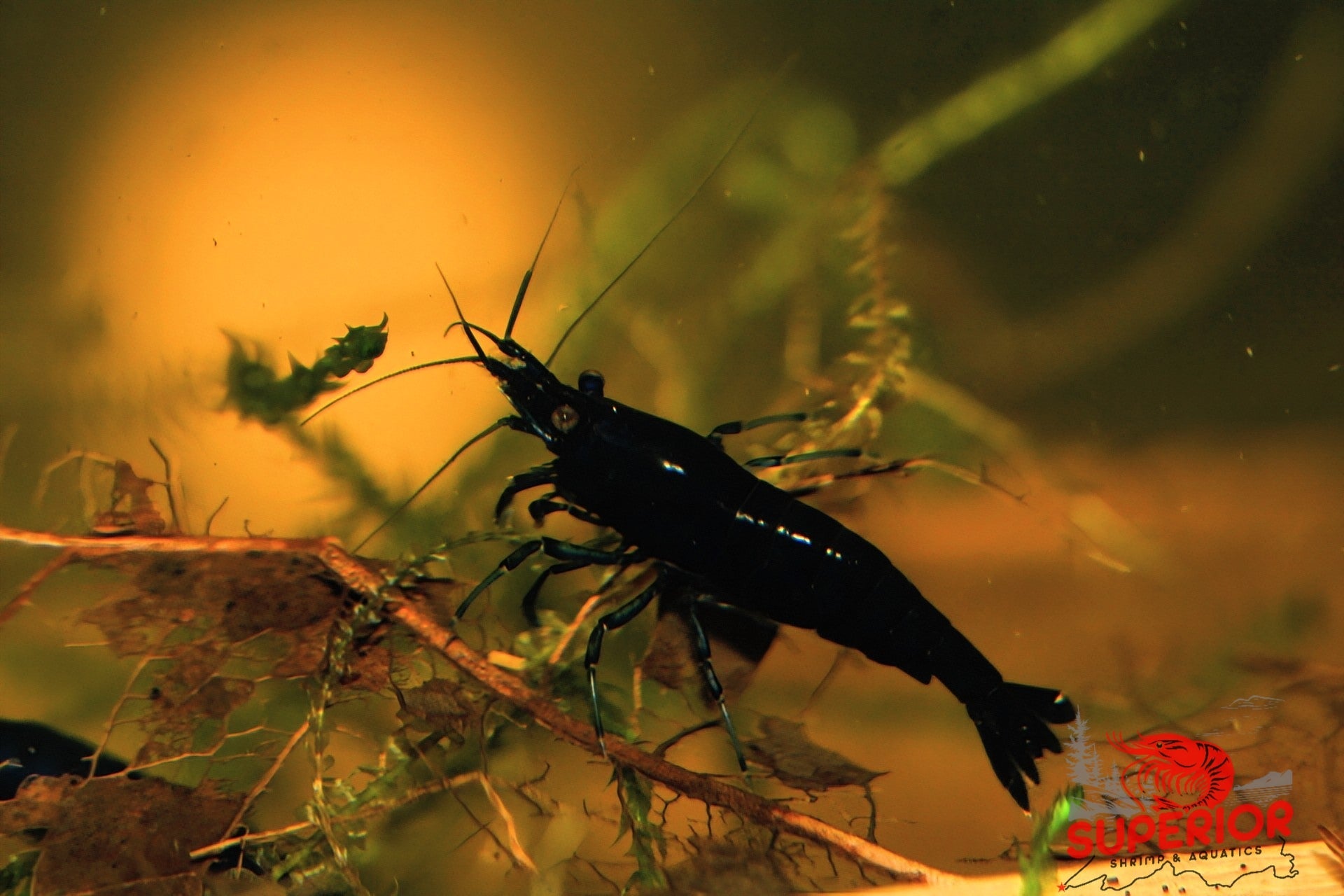 Black Rose Shrimp - Superior Shrimp & Aquatics