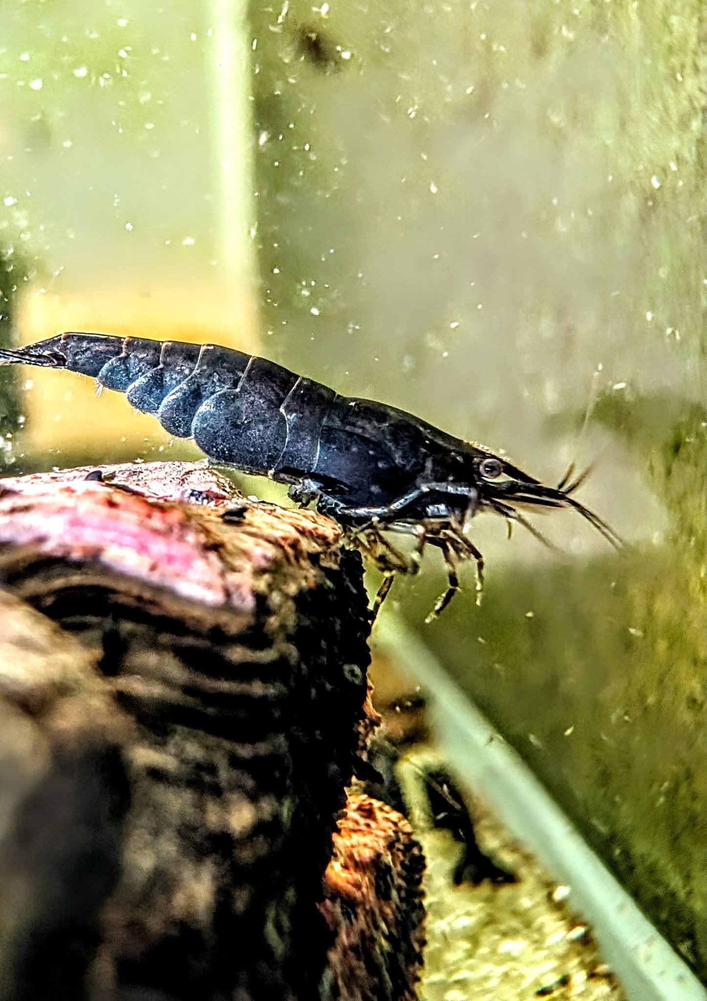 Black Rose Shrimp - Superior Shrimp & Aquatics