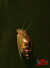 Bladder Snail - Superior Shrimp & Aquatics