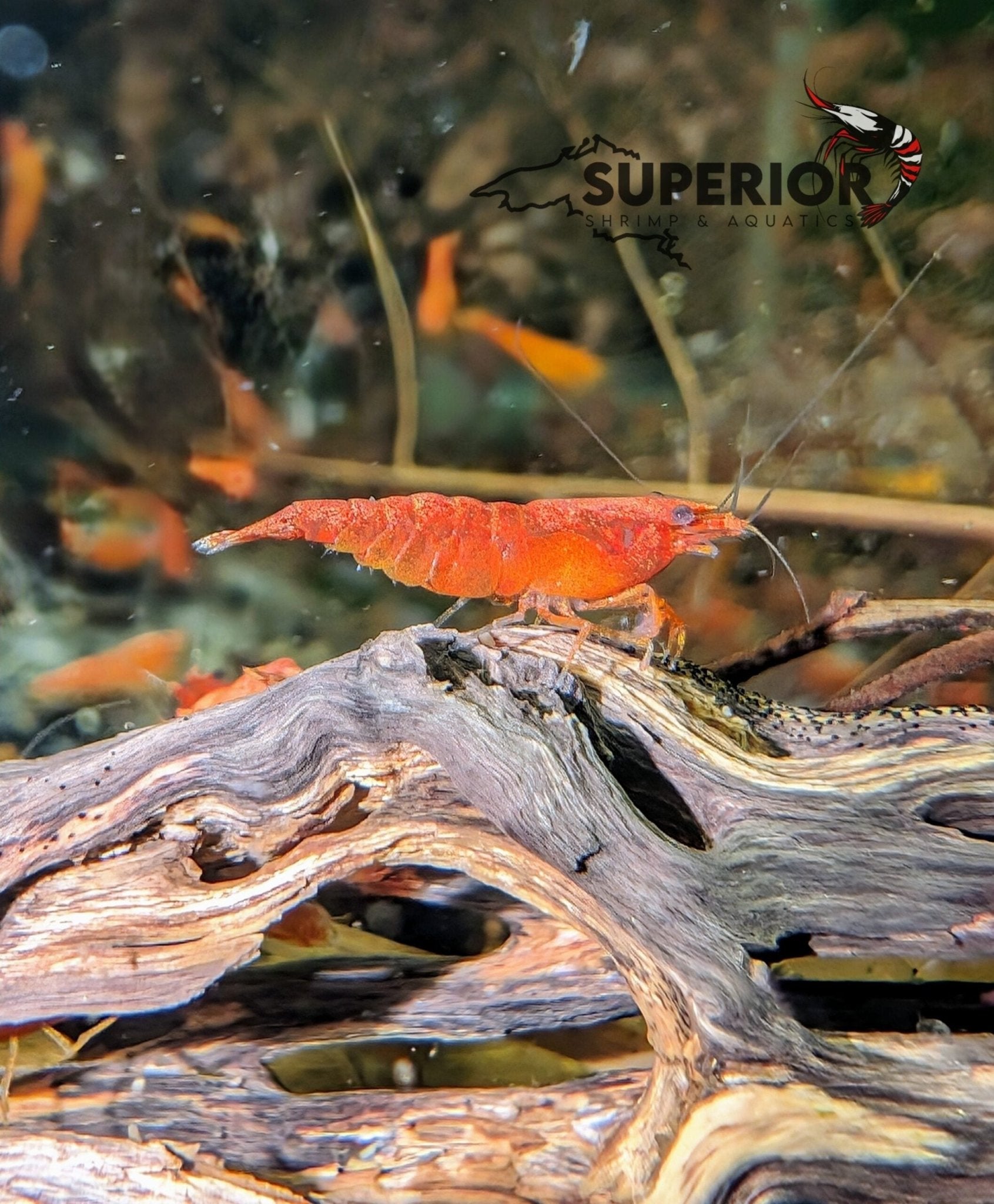 Blood Orange Shrimp - Superior Shrimp & Aquatics