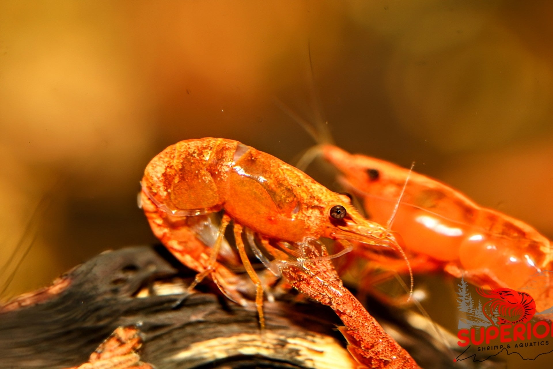 Blood Orange Shrimp - Superior Shrimp & Aquatics