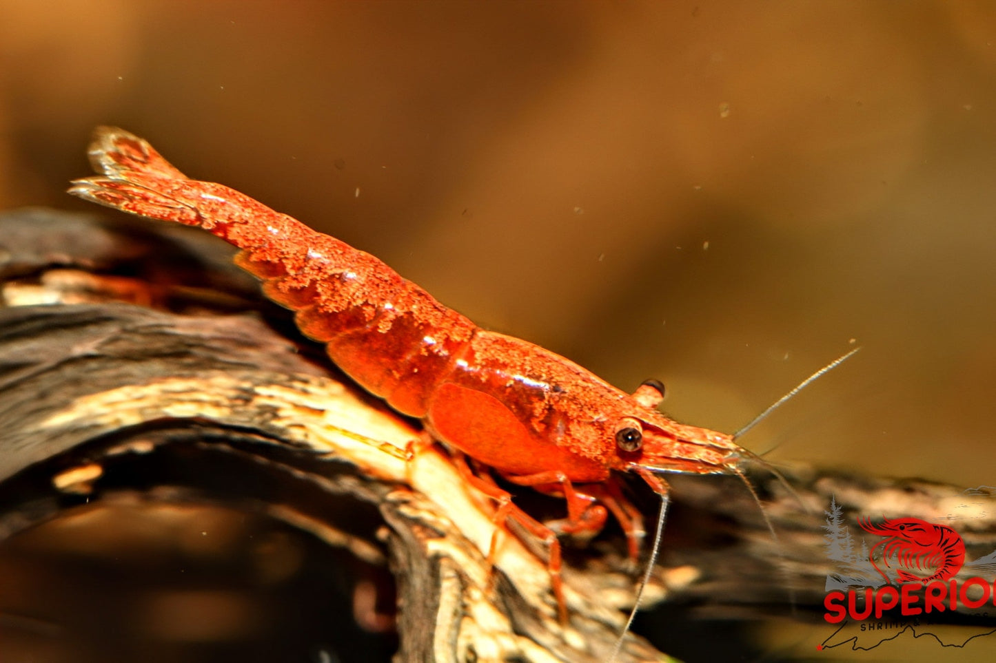 Blood Orange Shrimp - Superior Shrimp & Aquatics