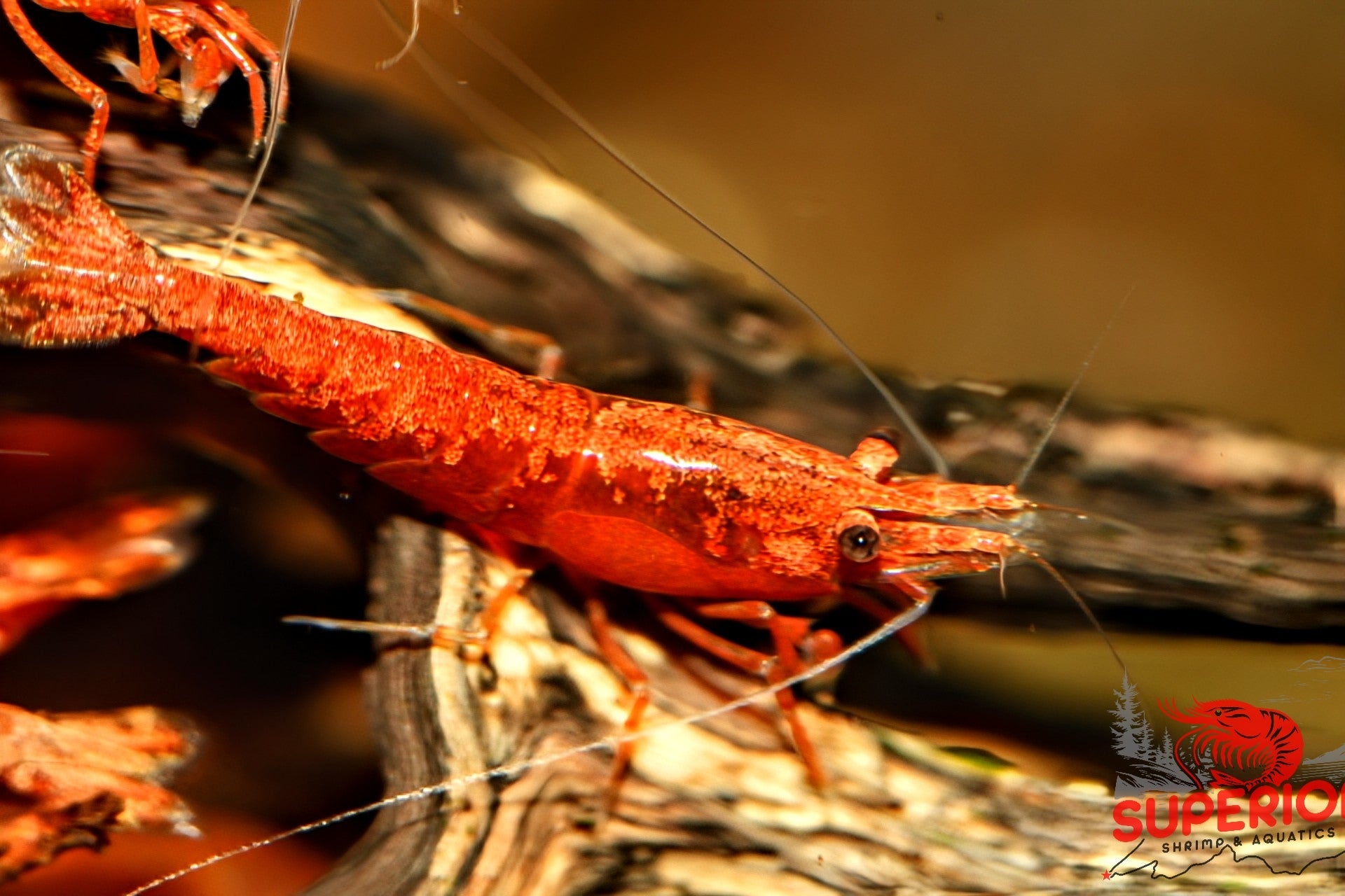 Blood Orange Shrimp - Superior Shrimp & Aquatics