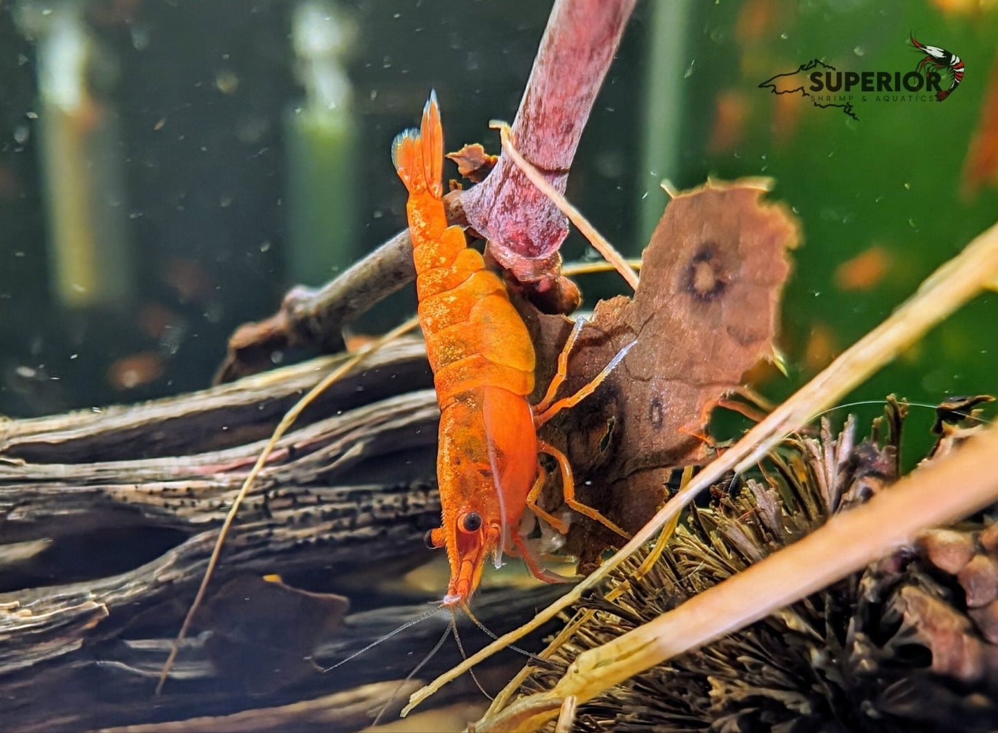 Blood Orange Shrimp - Superior Shrimp & Aquatics