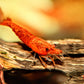 Blood Orange Shrimp - Superior Shrimp & Aquatics