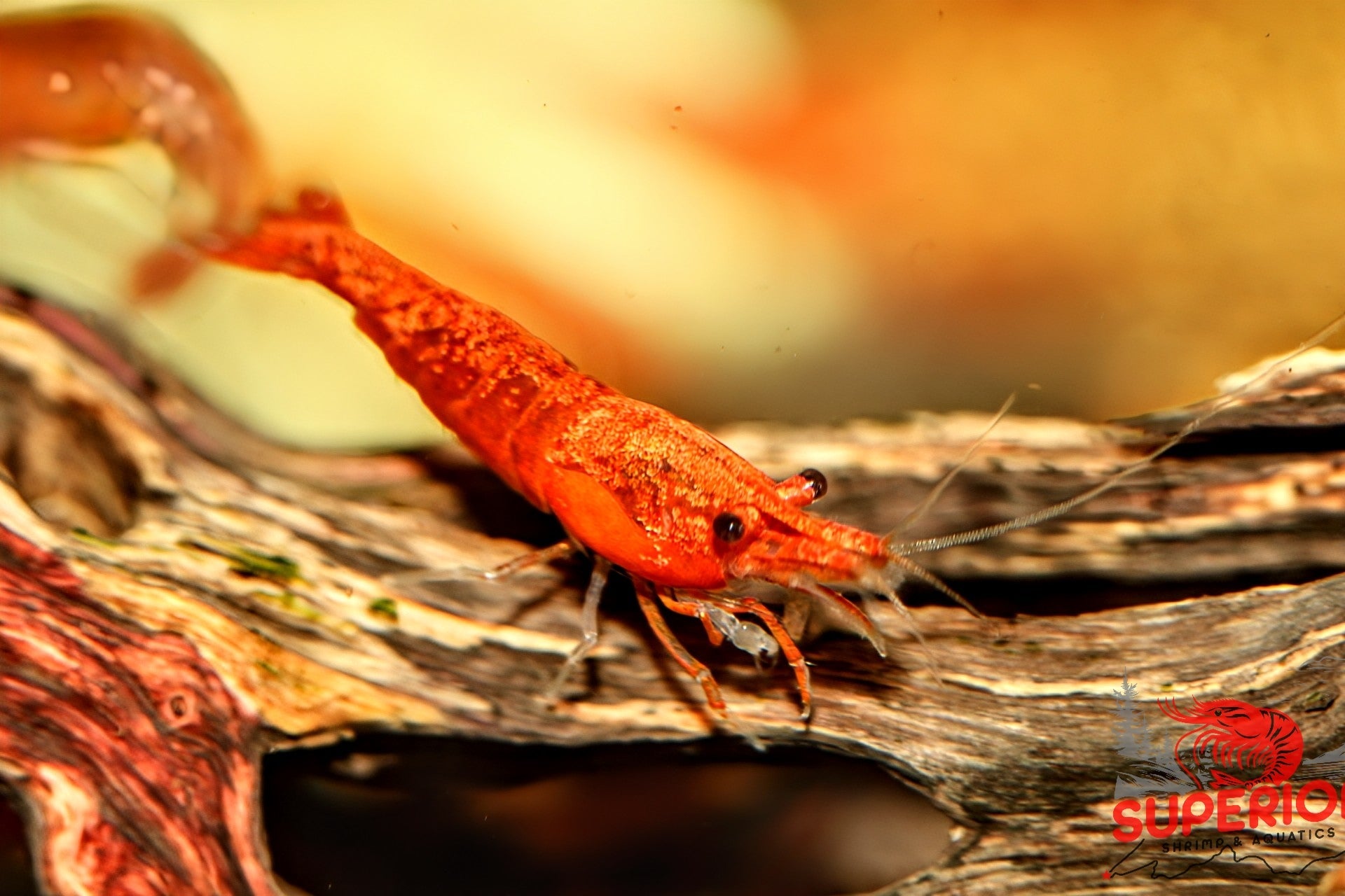 Blood Orange Shrimp - Superior Shrimp & Aquatics