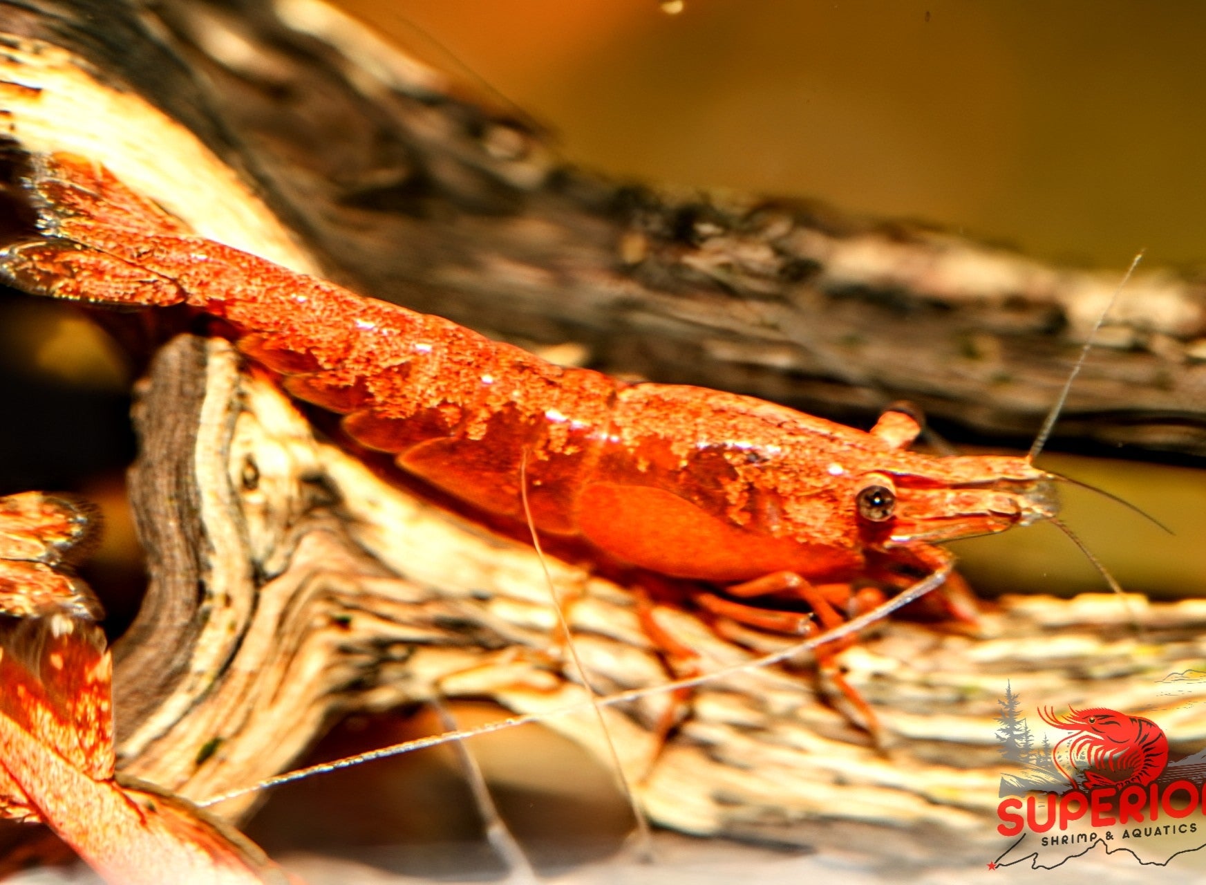 Blood Orange Shrimp - Superior Shrimp & Aquatics