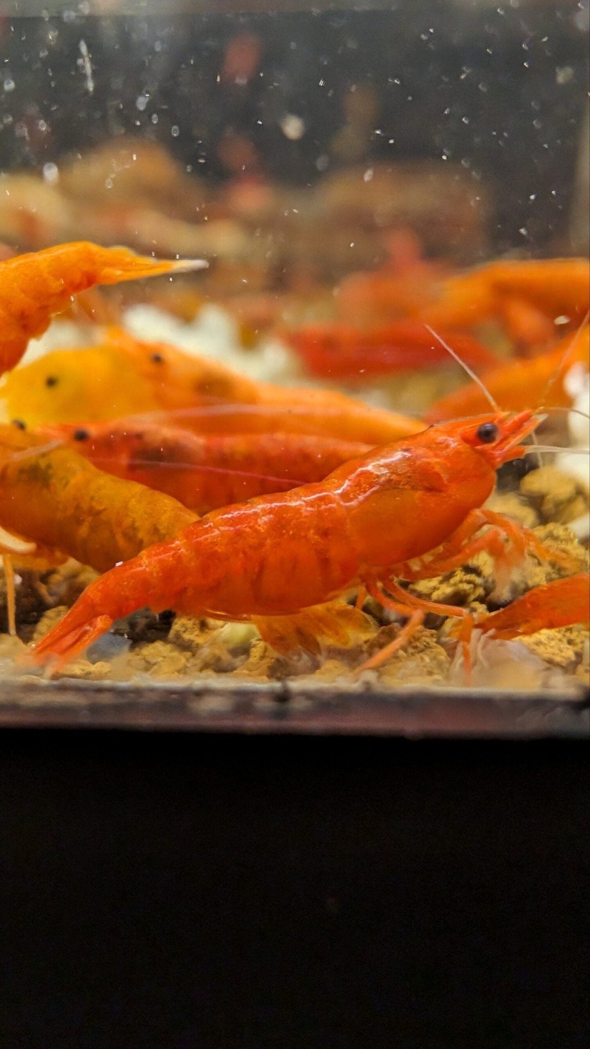 Blood Orange Shrimp - Superior Shrimp & Aquatics