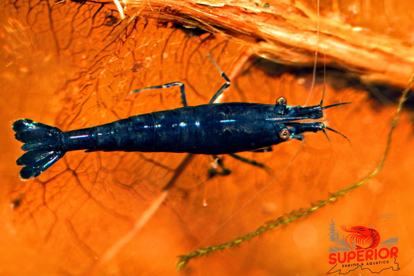 Blue Diamond Shrimp - Superior Shrimp & Aquatics