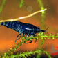 Blue Diamond Shrimp - Superior Shrimp & Aquatics