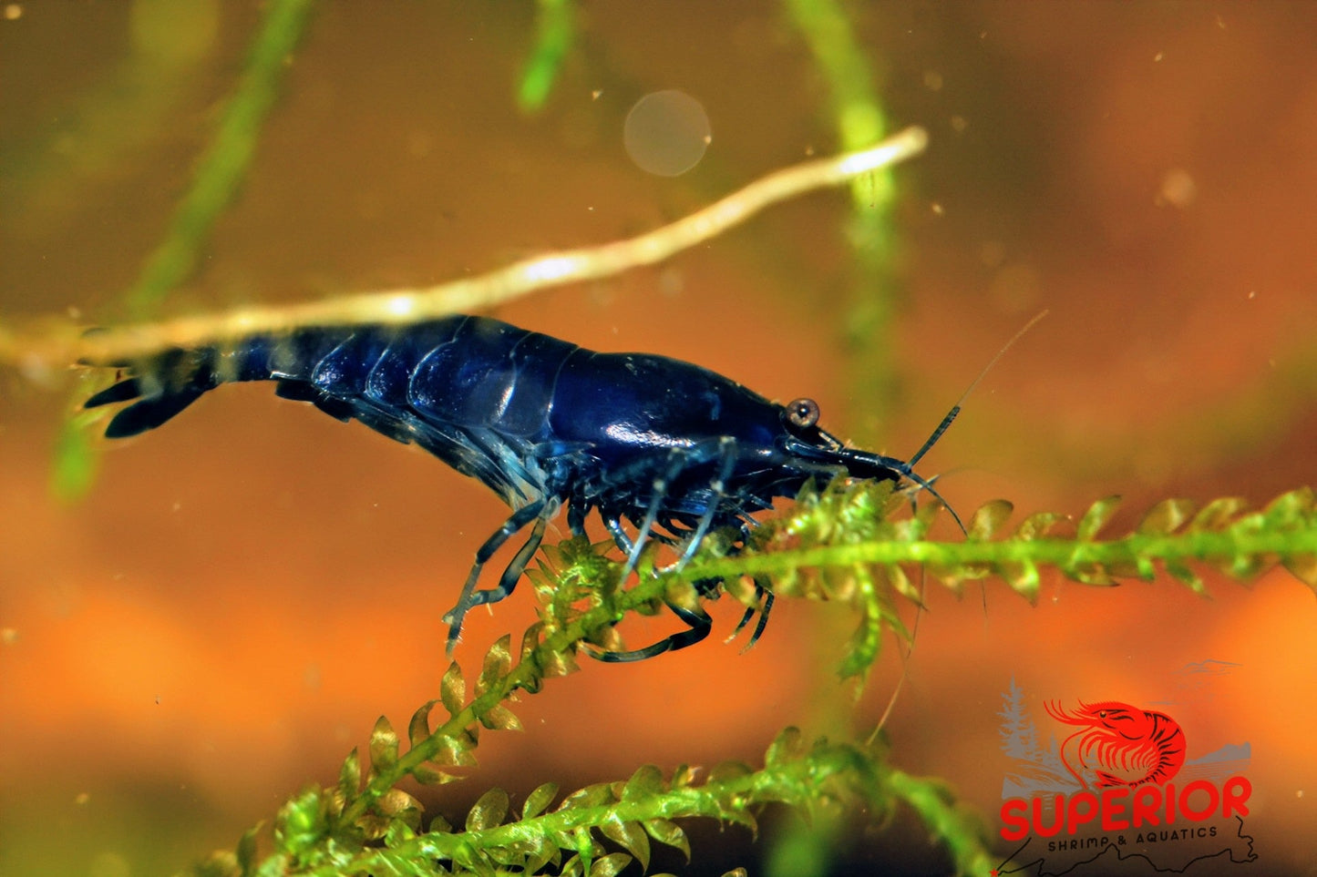 Blue Diamond Shrimp - Superior Shrimp & Aquatics