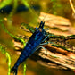 Blue Diamond Shrimp - Superior Shrimp & Aquatics