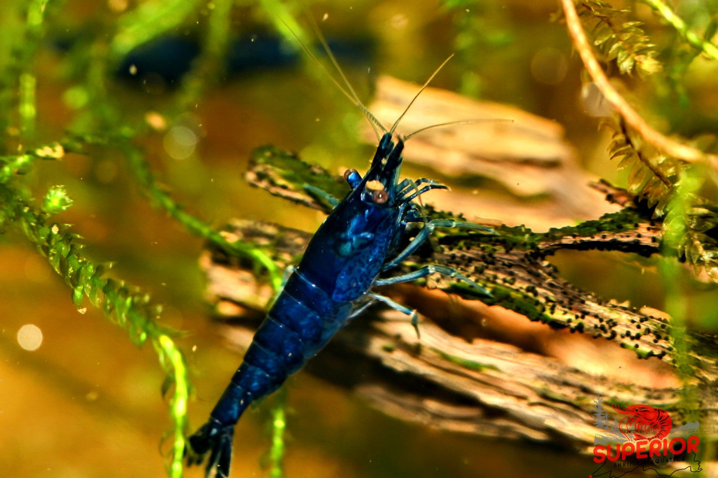 Blue Diamond Shrimp - Superior Shrimp & Aquatics