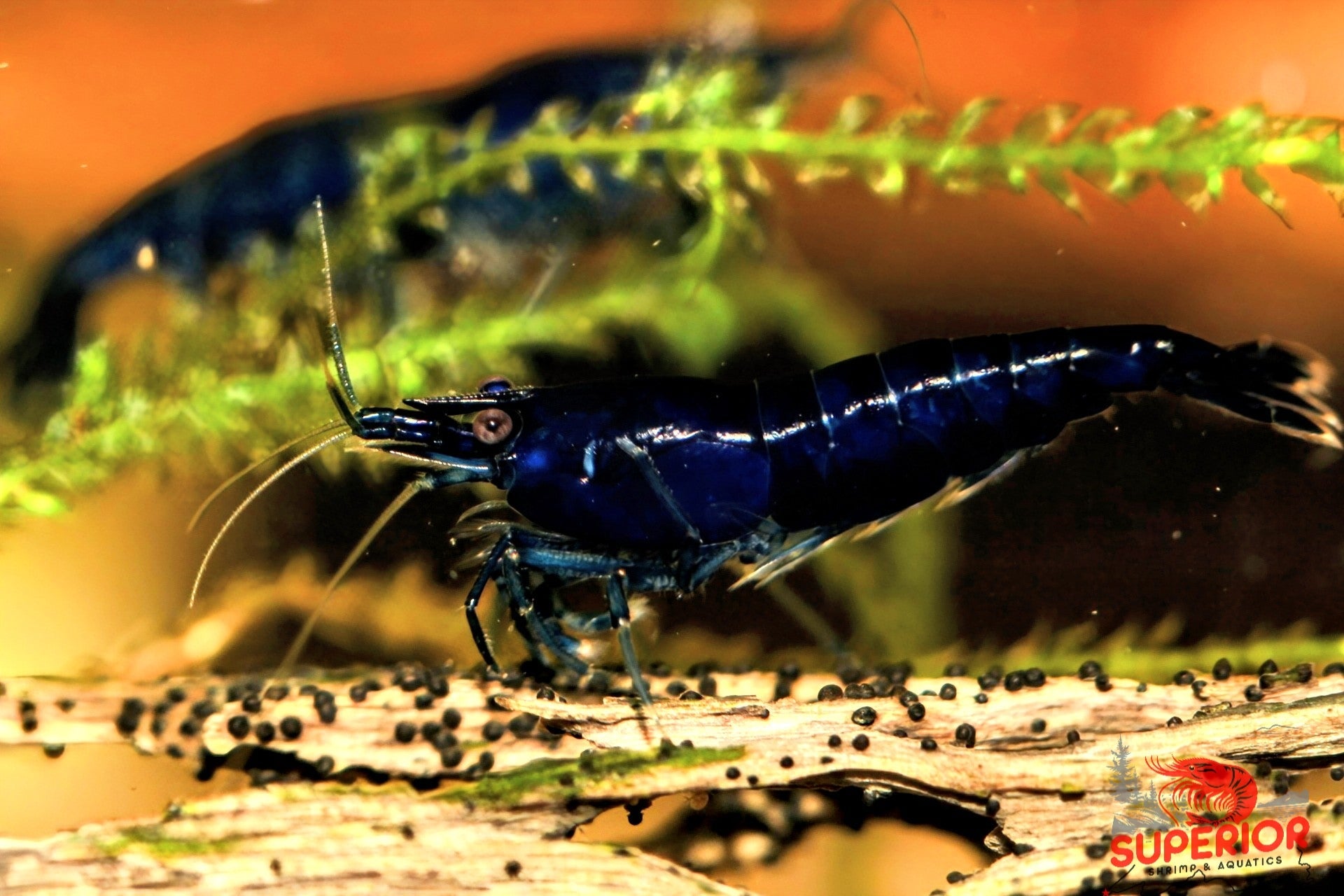 Blue Diamond Shrimp - Superior Shrimp & Aquatics