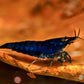 Blue Diamond Shrimp - Superior Shrimp & Aquatics