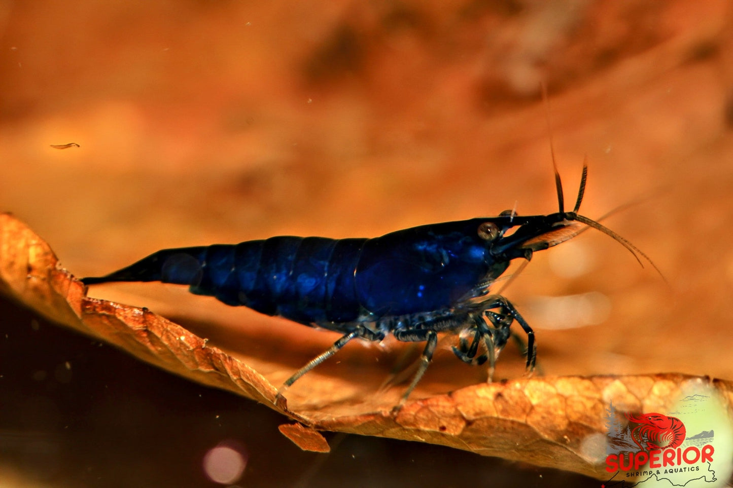 Blue Diamond Shrimp - Superior Shrimp & Aquatics